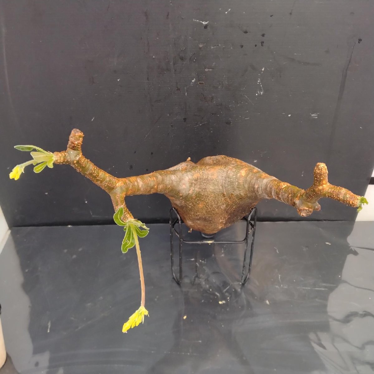 4480 「塊根植物」パキポディウム グラキリスM 抜き苗【最新到著?根切確認(rèn)済? Pachypodium gracilius?多肉植物】