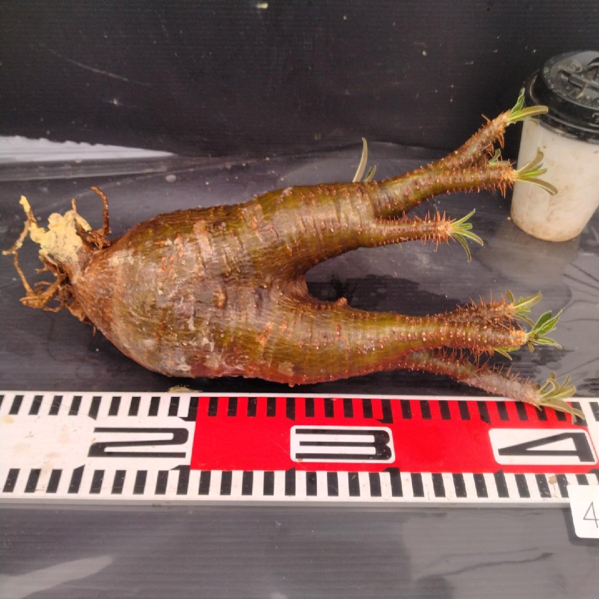 4858 「塊根植物」パキポディウム グラキリスM 抜き苗【最新到著?根切確認(rèn)済? Pachypodium gracilius?多肉植物】