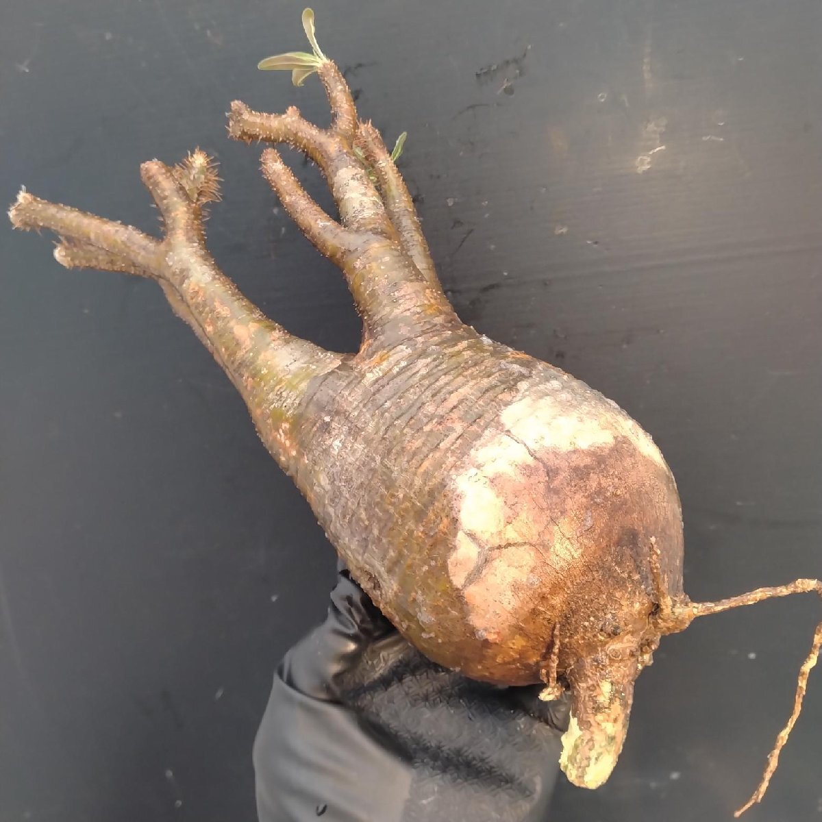 4423 「塊根植物」パキポディウム グラキリスM 抜き苗【最新到著?根切確認(rèn)済? Pachypodium gracilius?多肉植物】