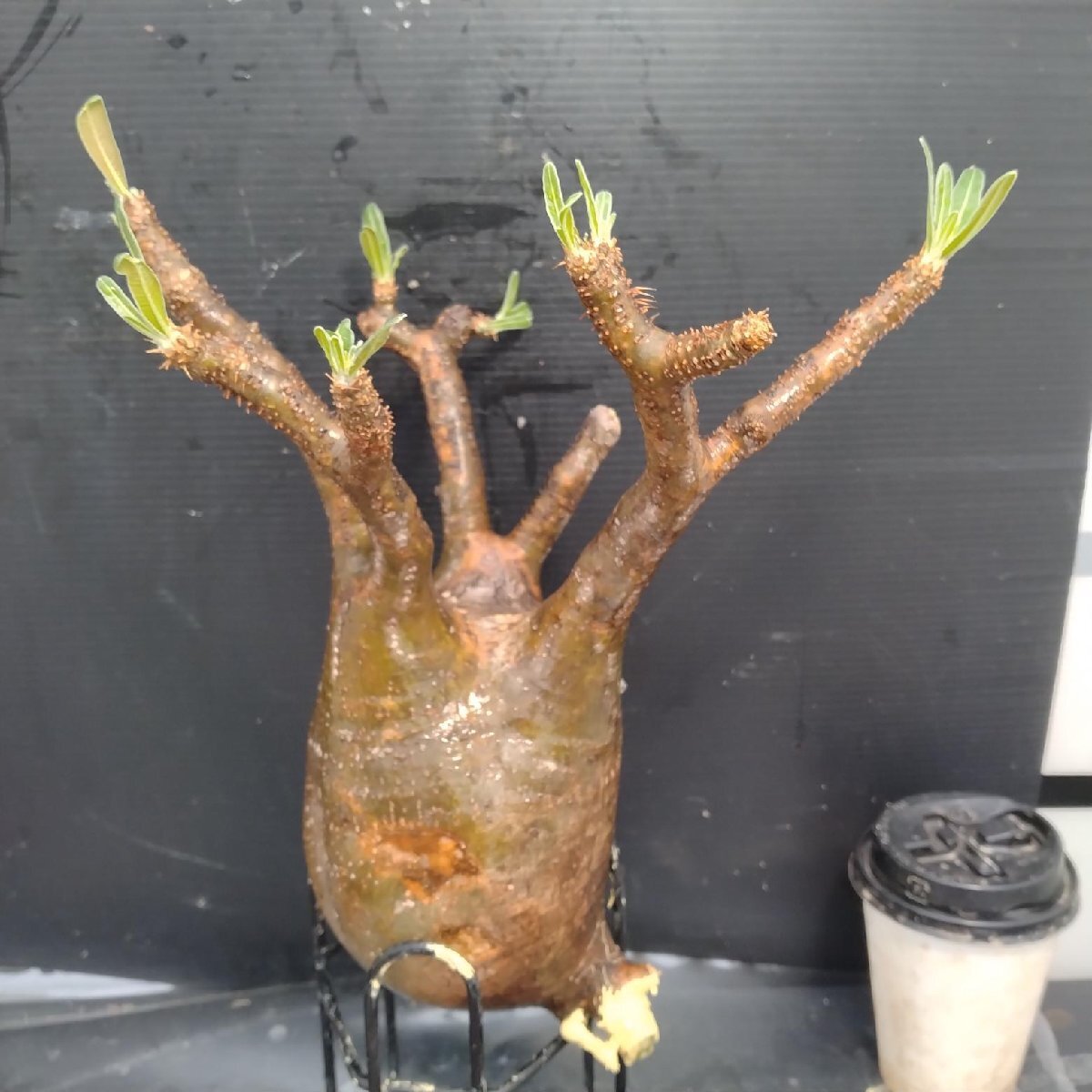 4887 「塊根植物」パキポディウム グラキリスM 抜き苗【最新到著?根切確認済? Pachypodium gracilius?多肉植物】