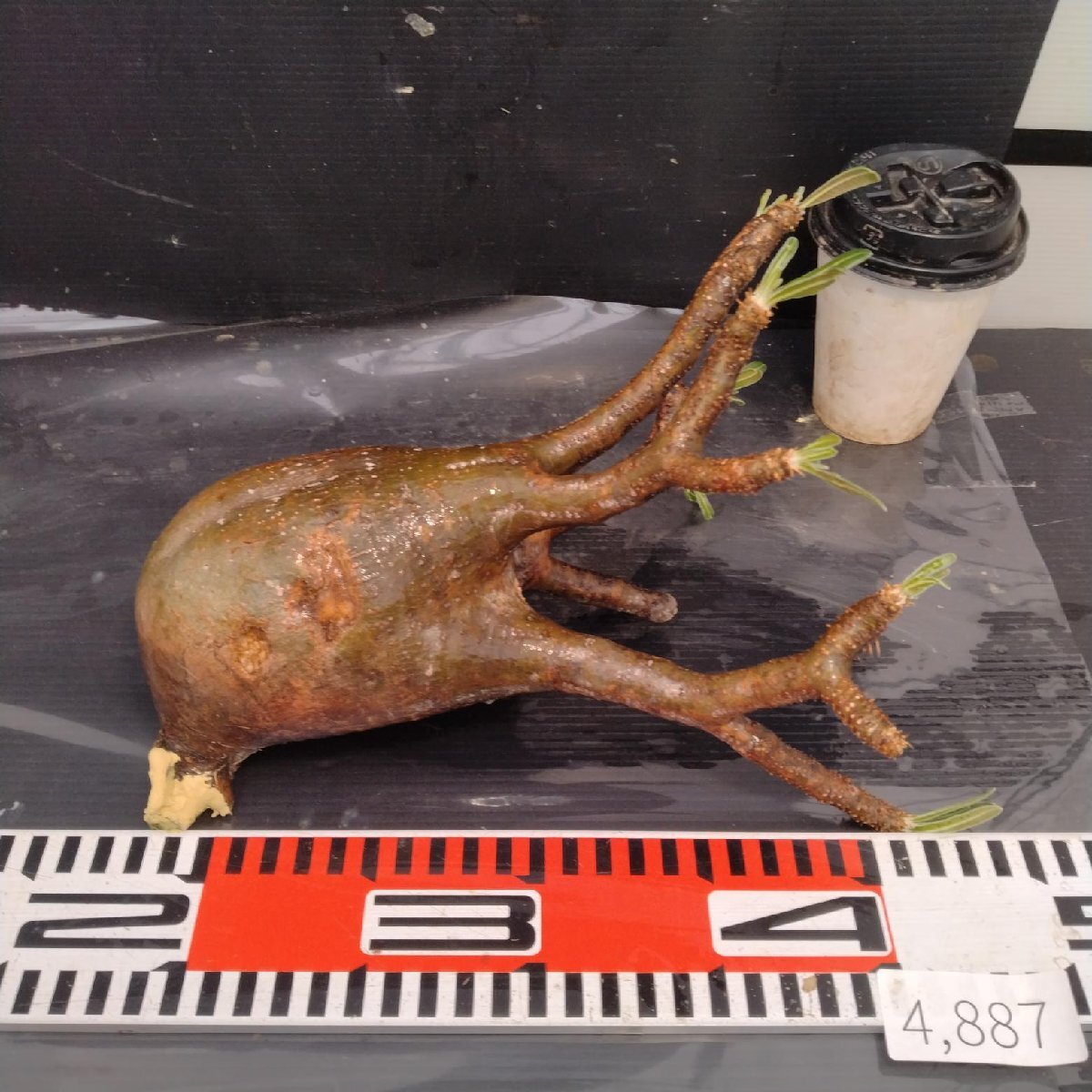 4887 「塊根植物」パキポディウム グラキリスM 抜き苗【最新到著?根切確認済? Pachypodium gracilius?多肉植物】