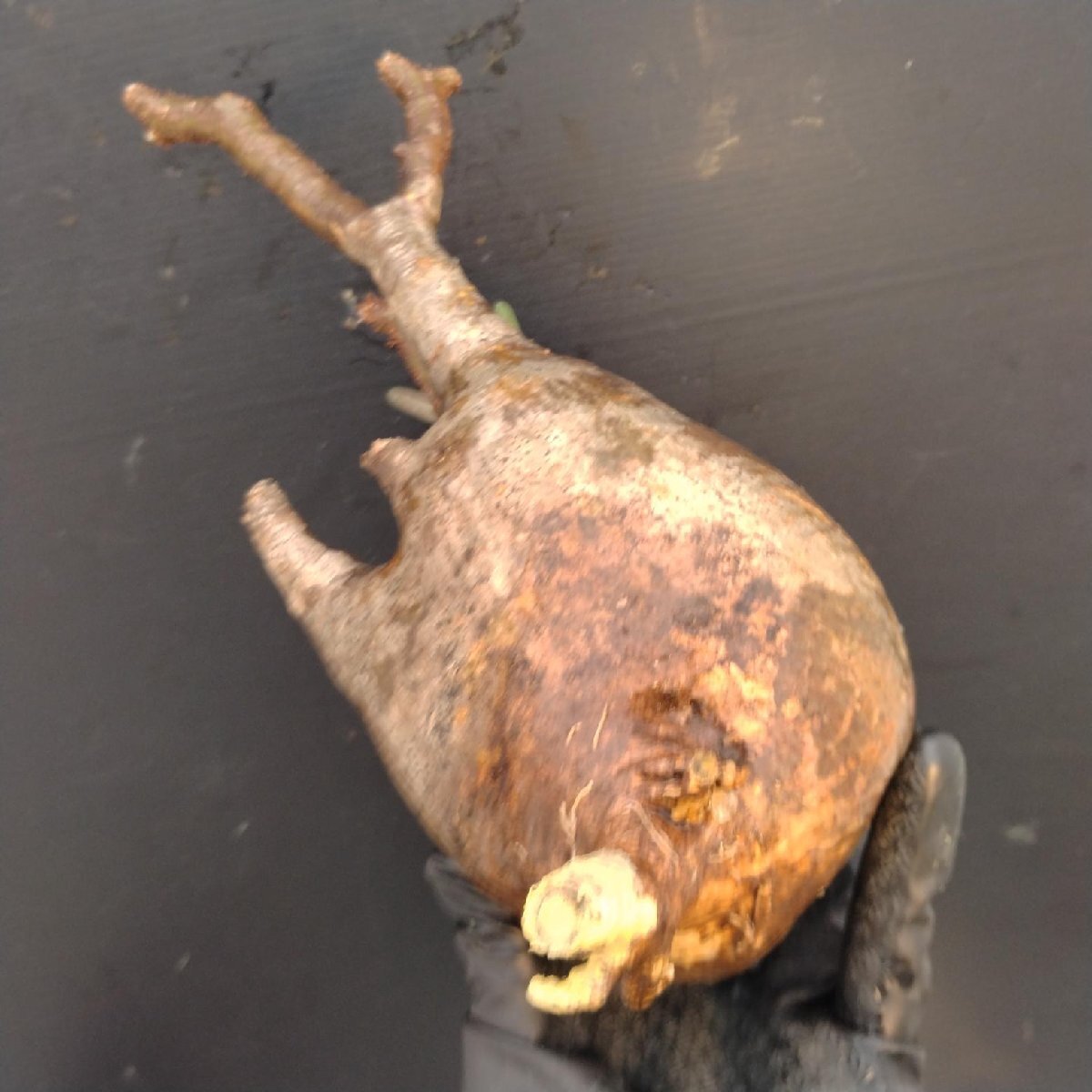 4442 「塊根植物」パキポディウム グラキリスM 抜き苗【最新到著?根切確認(rèn)済? Pachypodium gracilius?多肉植物】