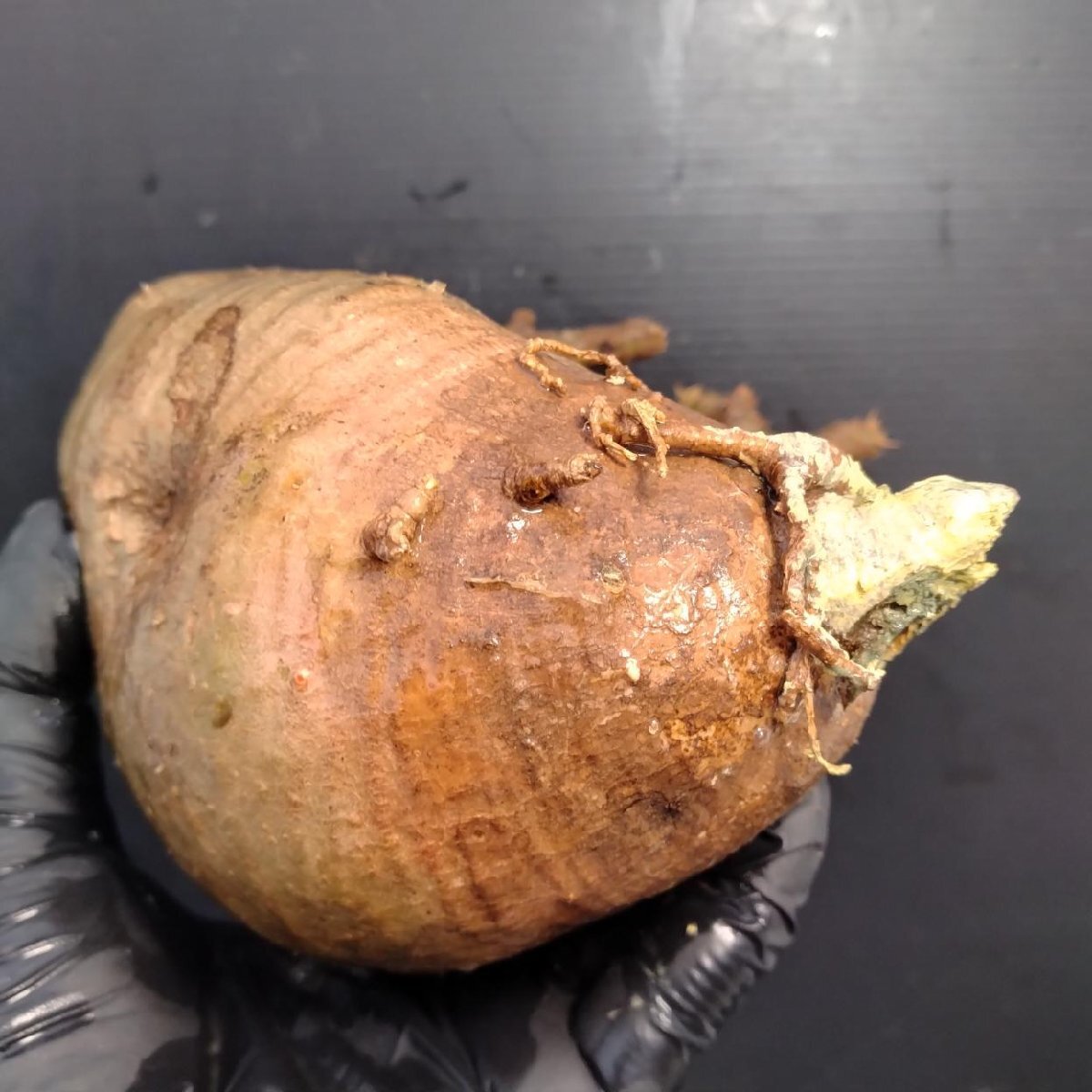 4729 「塊根植物」パキポディウム グラキリスM 抜き苗【最新到著?根切確認済? Pachypodium gracilius?多肉植物】