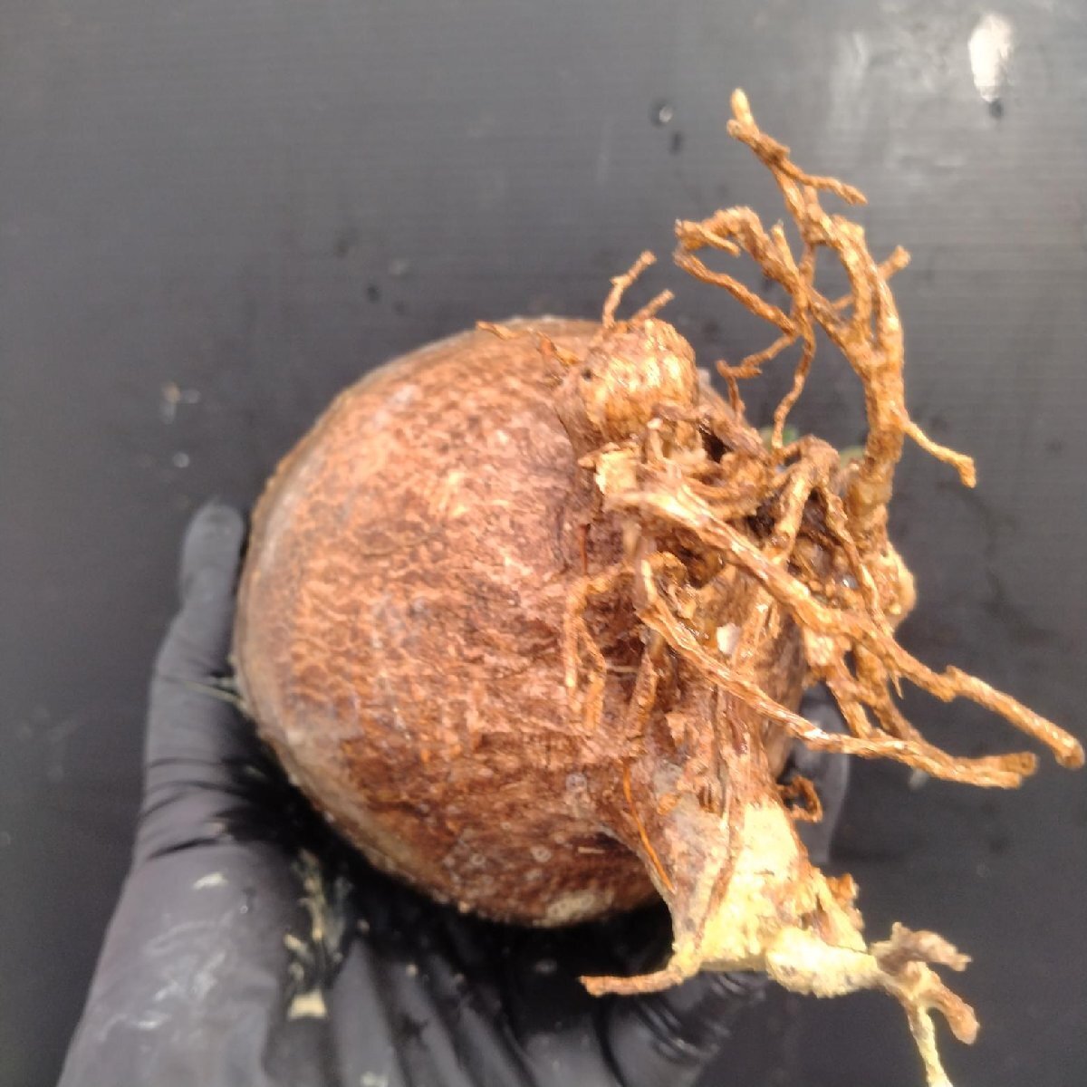 4858 「塊根植物」パキポディウム グラキリスM 抜き苗【最新到著?根切確認(rèn)済? Pachypodium gracilius?多肉植物】