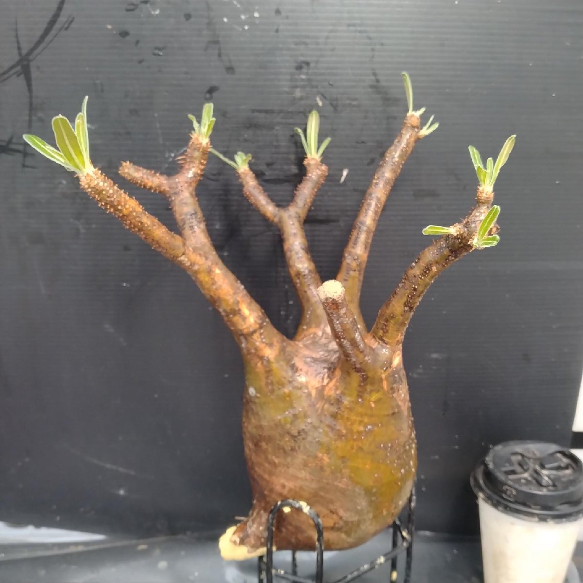 4887 「塊根植物」パキポディウム グラキリスM 抜き苗【最新到著?根切確認済? Pachypodium gracilius?多肉植物】