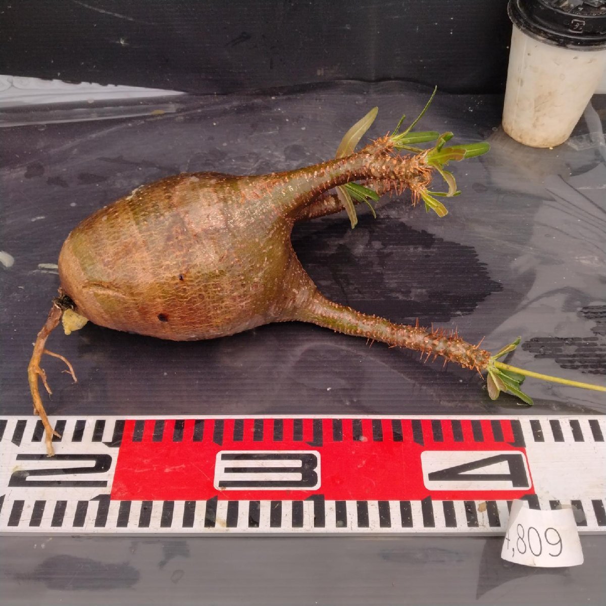 4809 「塊根植物」パキポディウム グラキリスM 抜き苗【最新到著?根切確認済? Pachypodium gracilius?多肉植物】