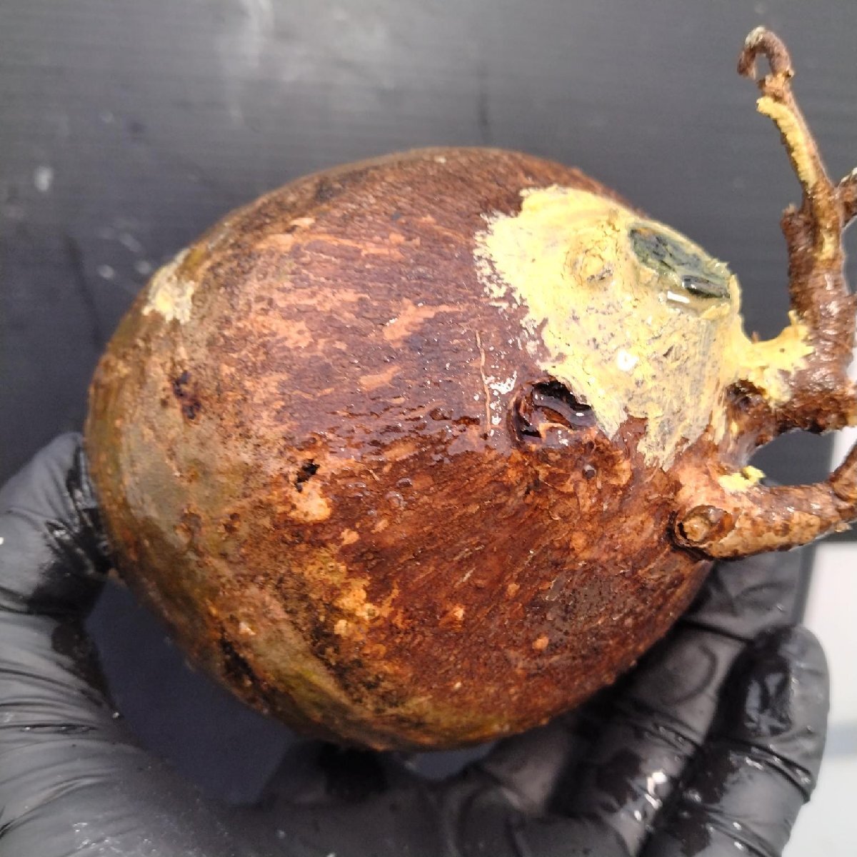 4743 「塊根植物」パキポディウム グラキリスM 抜き苗【最新到著?根切確認(rèn)済? Pachypodium gracilius?多肉植物】