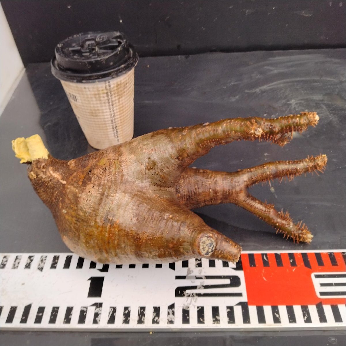 4516 「塊根植物」パキポディウム グラキリスM 抜き苗【最新到著?根切確認済? Pachypodium gracilius?多肉植物】