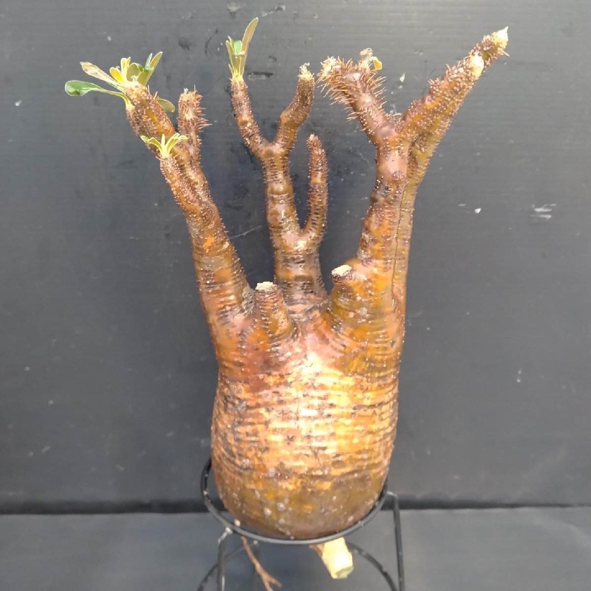 4423 「塊根植物」パキポディウム グラキリスM 抜き苗【最新到著?根切確認(rèn)済? Pachypodium gracilius?多肉植物】