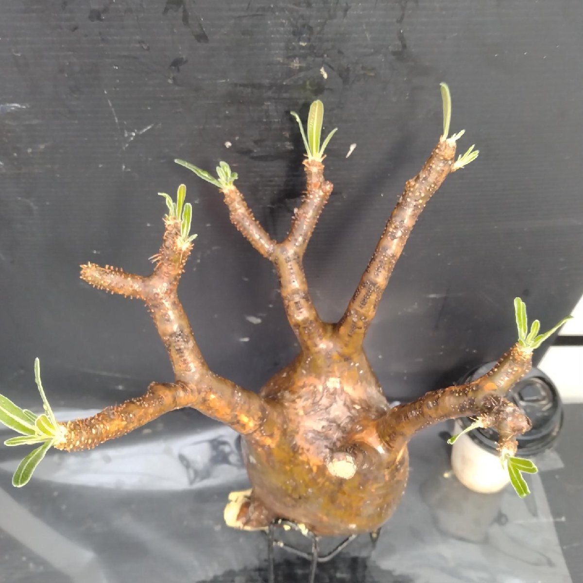 4887 「塊根植物」パキポディウム グラキリスM 抜き苗【最新到著?根切確認済? Pachypodium gracilius?多肉植物】