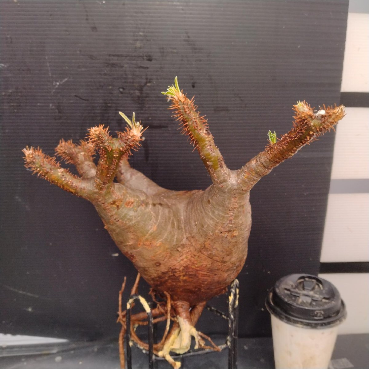 4832 「塊根植物」パキポディウム グラキリスM 抜き苗【最新到著?根切確認(rèn)済? Pachypodium gracilius?多肉植物】