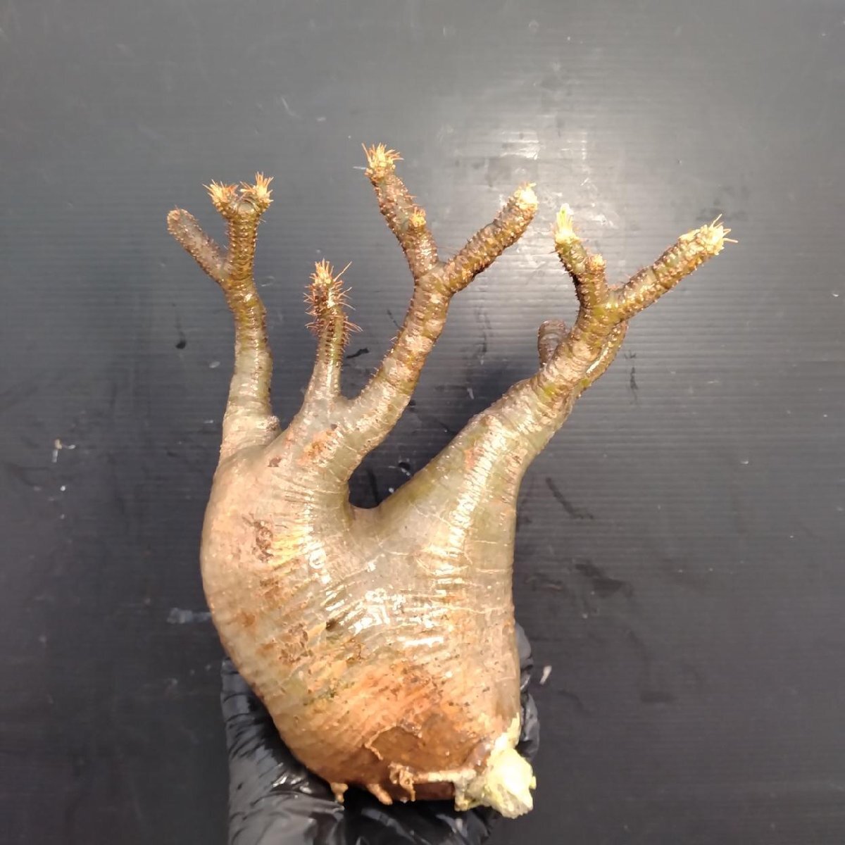 4729 「塊根植物」パキポディウム グラキリスM 抜き苗【最新到著?根切確認済? Pachypodium gracilius?多肉植物】