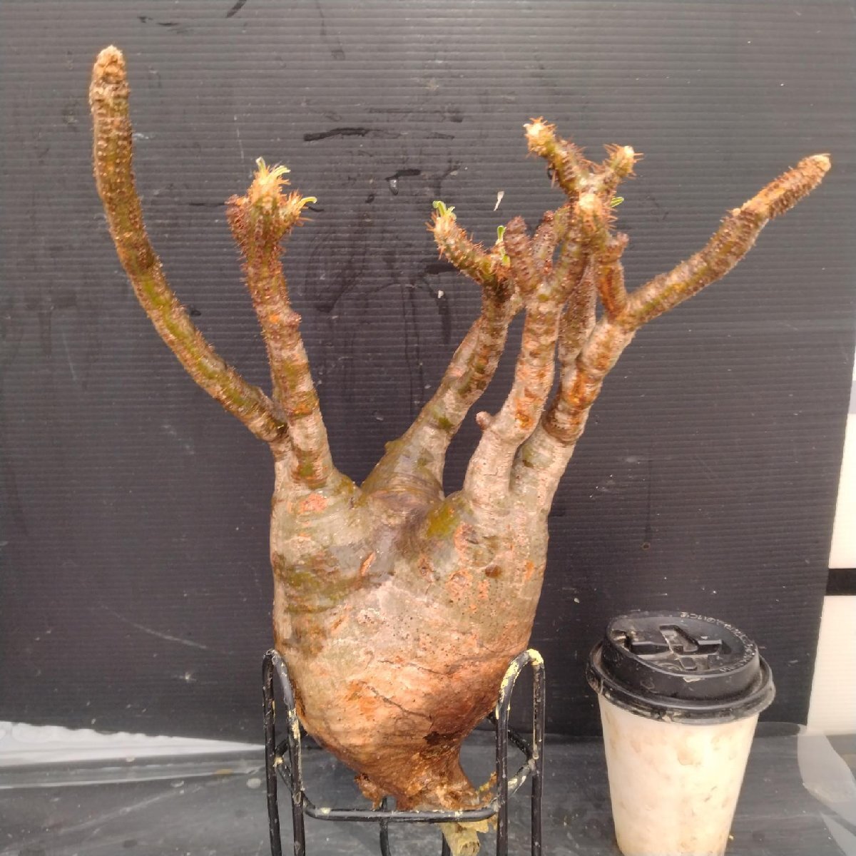 4823 「塊根植物」パキポディウム グラキリスM 抜き苗【最新到著?根切確認済? Pachypodium gracilius?多肉植物】