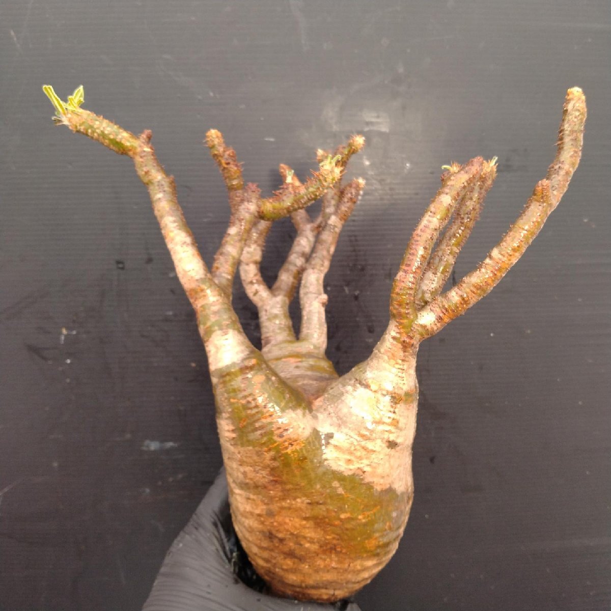 4823 「塊根植物」パキポディウム グラキリスM 抜き苗【最新到著?根切確認済? Pachypodium gracilius?多肉植物】