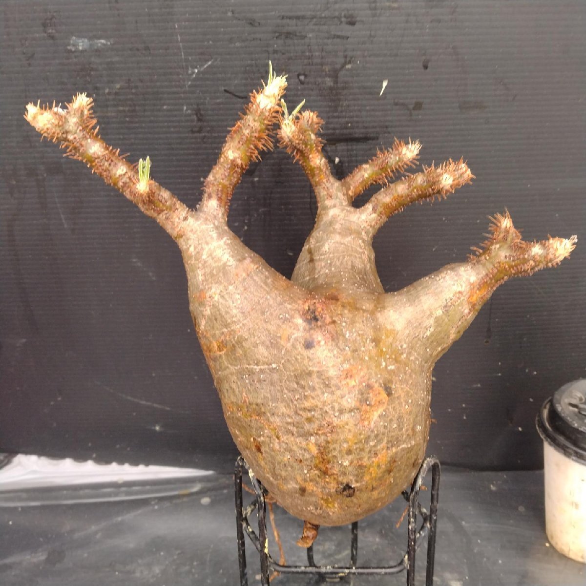 4832 「塊根植物」パキポディウム グラキリスM 抜き苗【最新到著?根切確認(rèn)済? Pachypodium gracilius?多肉植物】