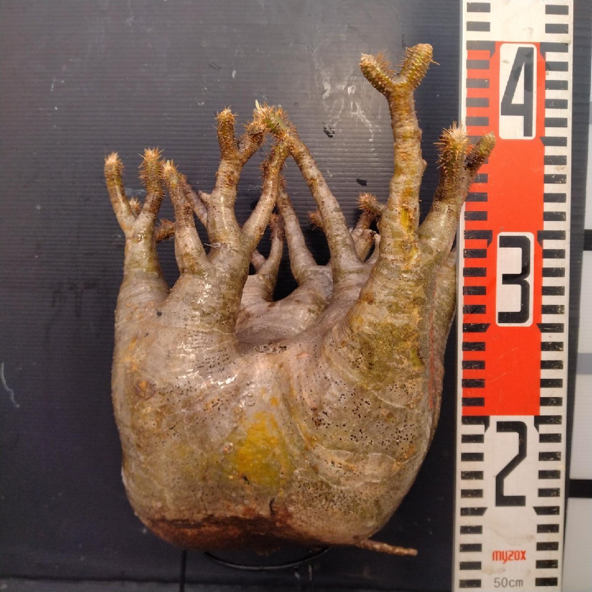 6160 「塊根植物」パキポディウム グラキリスL 抜き苗【9/28最新到著?根切確認(rèn)済? Pachypodium gracilius?多肉植物】