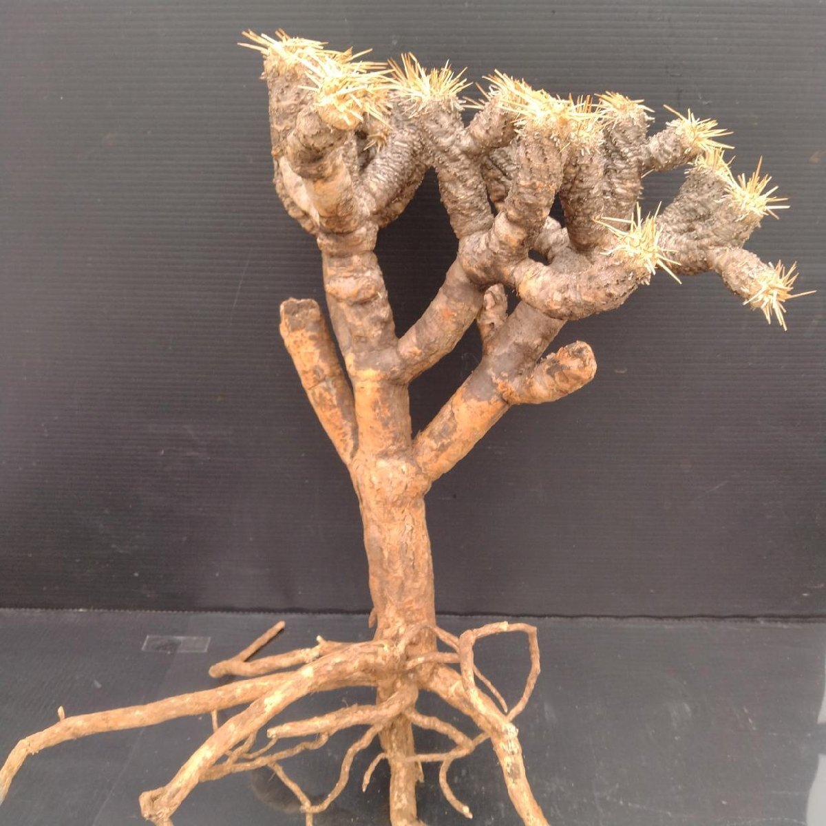 5930 「多肉植物」ユーフォルビア ギラウミニアナ　抜き苗【9/28最新到著?Euphorbia guillauminiana?マダガスカル?塊根植物】