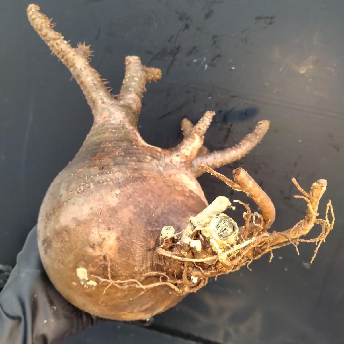 6448 「塊根植物」パキポディウム グラキリスL 抜き苗【9/28最新到著?根切確認済? Pachypodium gracilius?多肉植物】