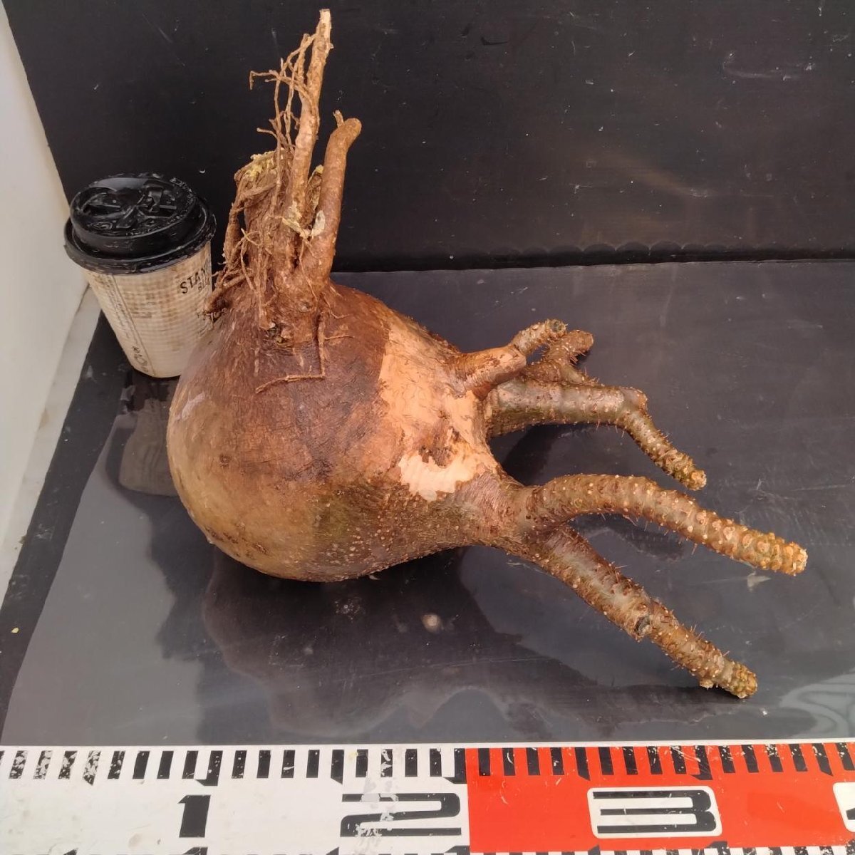 6448 「塊根植物」パキポディウム グラキリスL 抜き苗【9/28最新到著?根切確認済? Pachypodium gracilius?多肉植物】