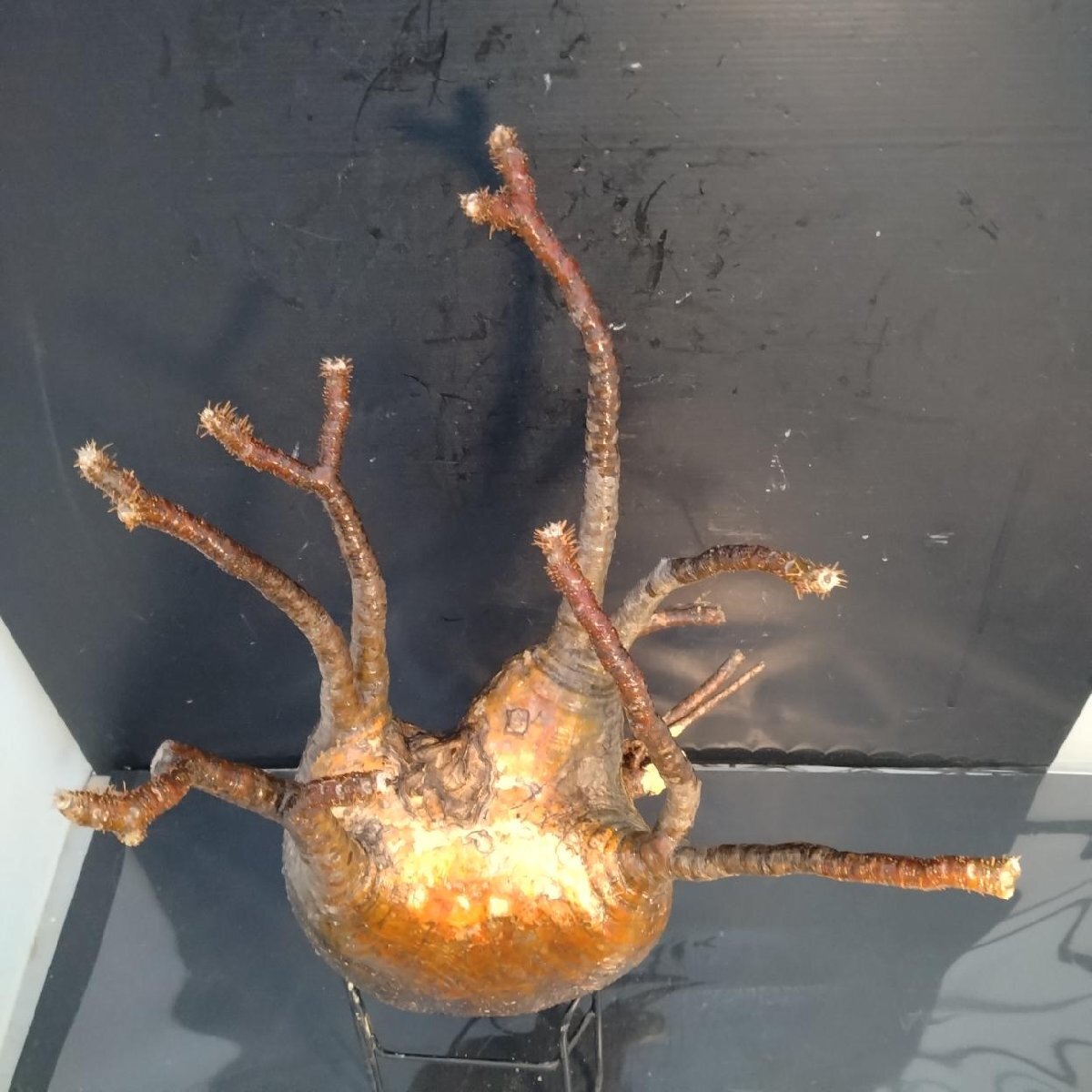 6414 「塊根植物」パキポディウム グラキリスL 抜き苗【9/28最新到著?根切確認(rèn)済? Pachypodium gracilius?多肉植物】