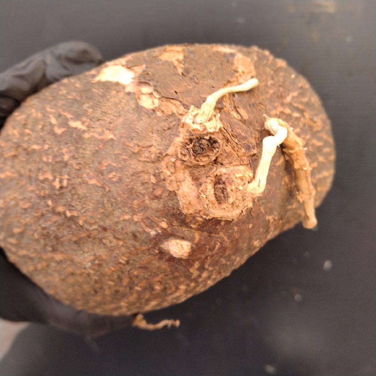 6083 「塊根植物」キフォステンマ モンタグナッキー 抜き苗【9/28最新到著?Cyphostemma montagnacii?多肉植物?マダガスカル】