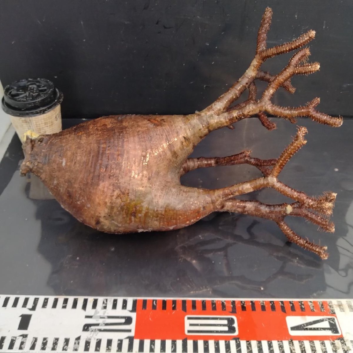 6445 「塊根植物」パキポディウム グラキリスL 抜き苗【9/28最新到著?根切確認済? Pachypodium gracilius?多肉植物】