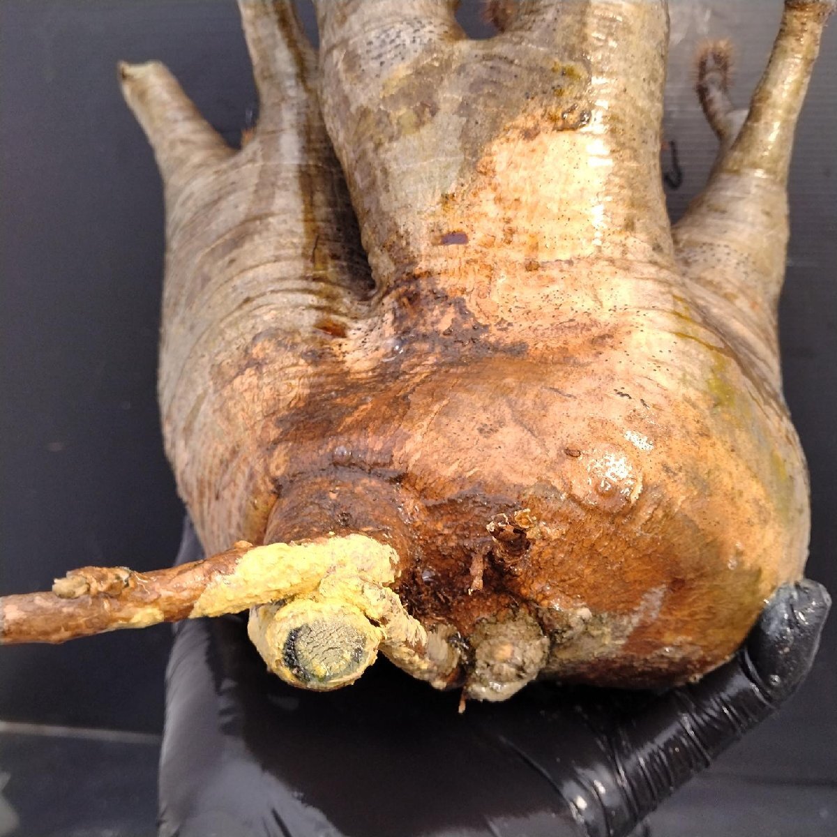 6160 「塊根植物」パキポディウム グラキリスL 抜き苗【9/28最新到著?根切確認(rèn)済? Pachypodium gracilius?多肉植物】