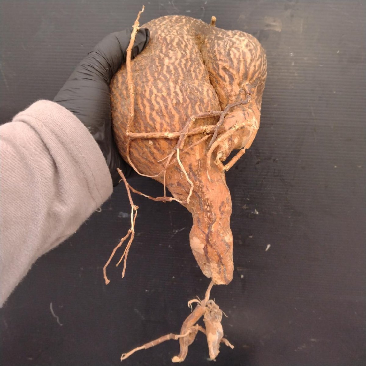 6083 「塊根植物」キフォステンマ モンタグナッキー 抜き苗【9/28最新到著?Cyphostemma montagnacii?多肉植物?マダガスカル】