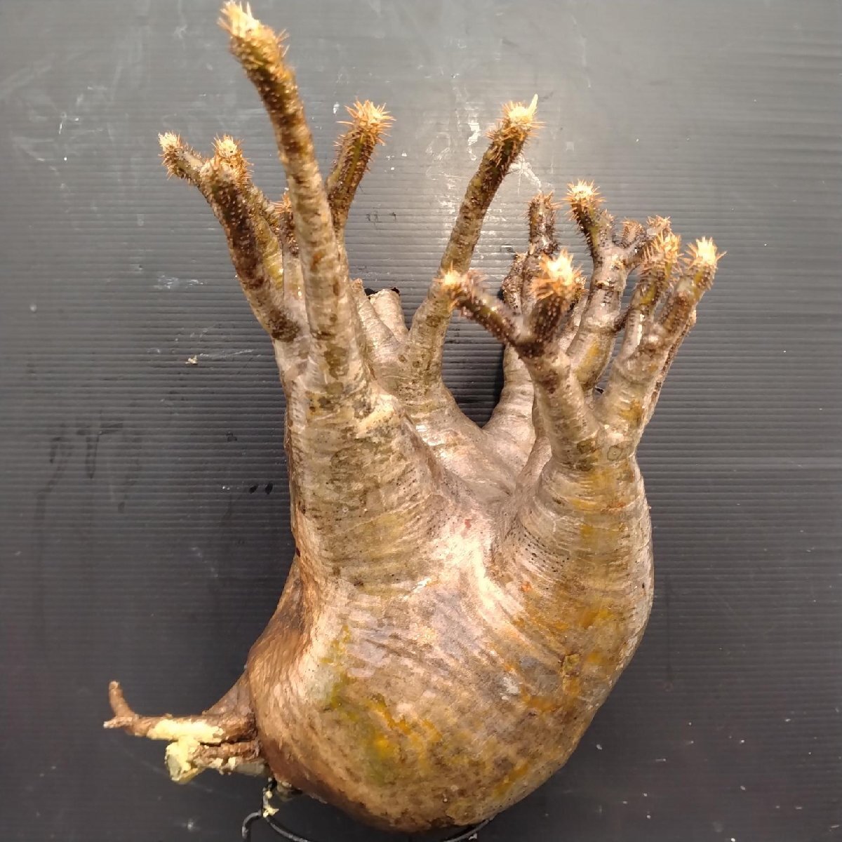 6160 「塊根植物」パキポディウム グラキリスL 抜き苗【9/28最新到著?根切確認(rèn)済? Pachypodium gracilius?多肉植物】