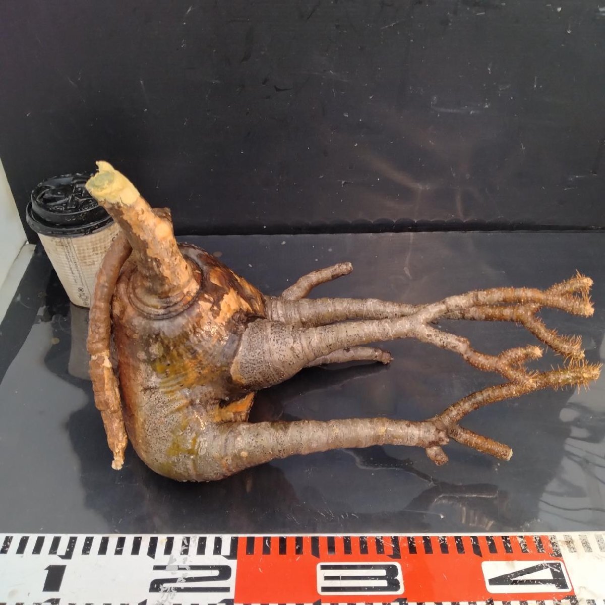 6444 「塊根植物」パキポディウム グラキリスL 抜き苗【9/28最新到著?根切確認(rèn)済? Pachypodium gracilius?多肉植物】