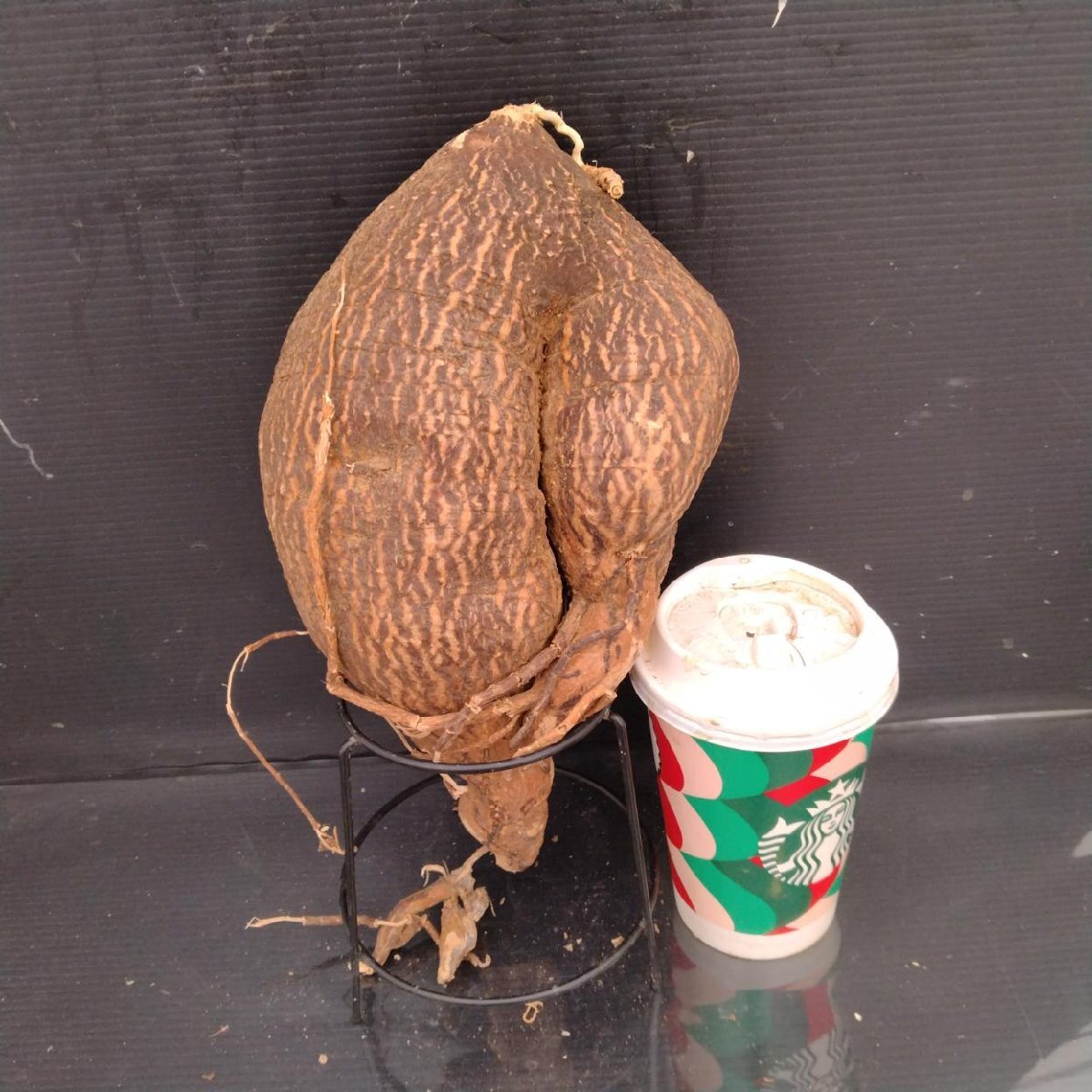 6083 「塊根植物」キフォステンマ モンタグナッキー 抜き苗【9/28最新到著?Cyphostemma montagnacii?多肉植物?マダガスカル】