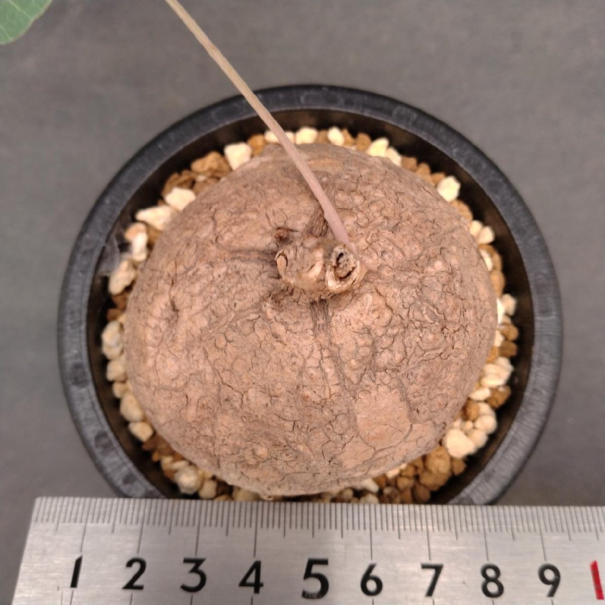 5835 「塊根植物」ステファニア エレクタ 植え【発根?Stephania erecta?丸株?美株?多肉植物】