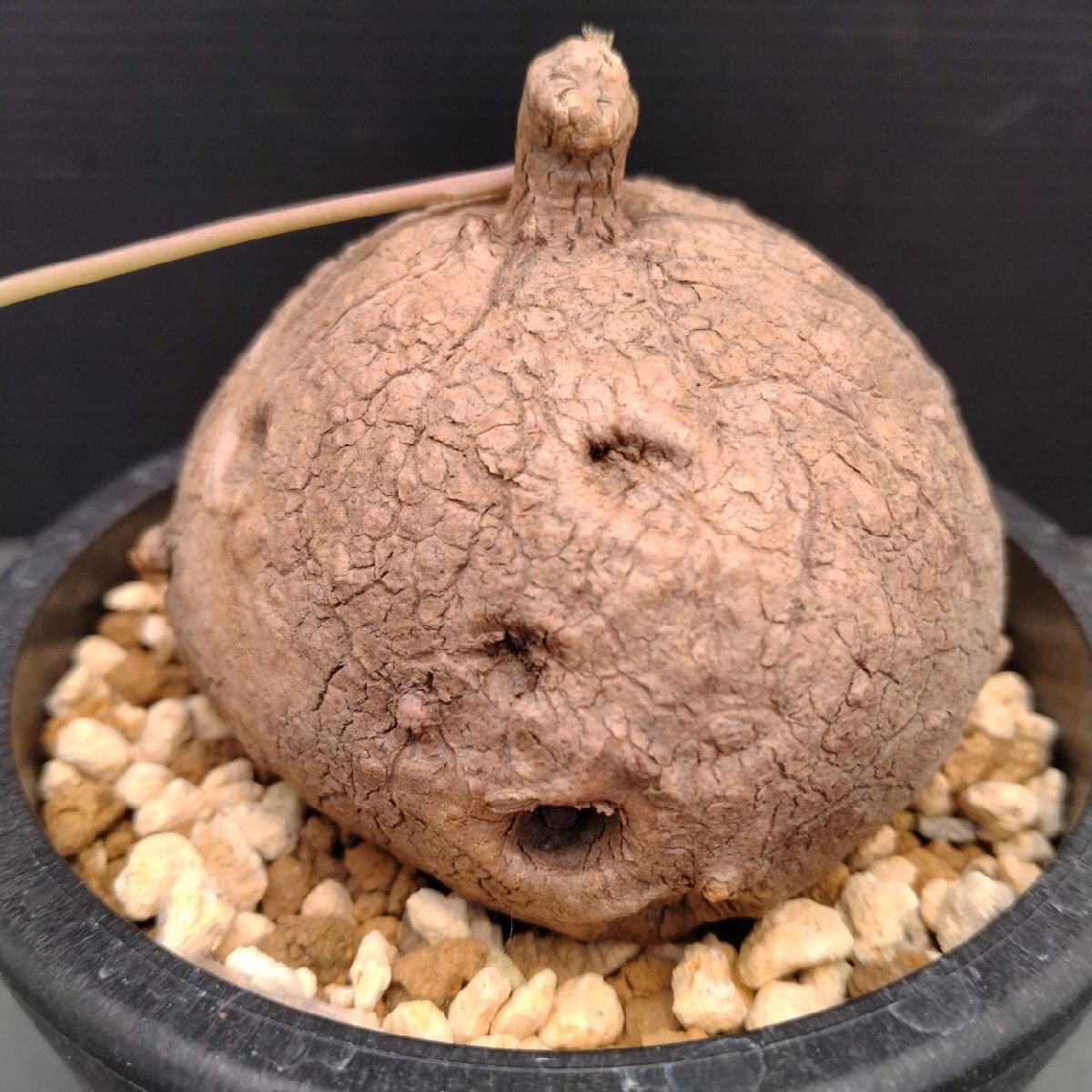 5835 「塊根植物」ステファニア エレクタ 植え【発根?Stephania erecta?丸株?美株?多肉植物】