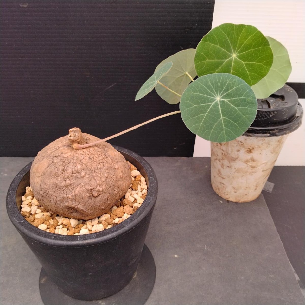 5835 「塊根植物」ステファニア エレクタ 植え【発根?Stephania erecta?丸株?美株?多肉植物】