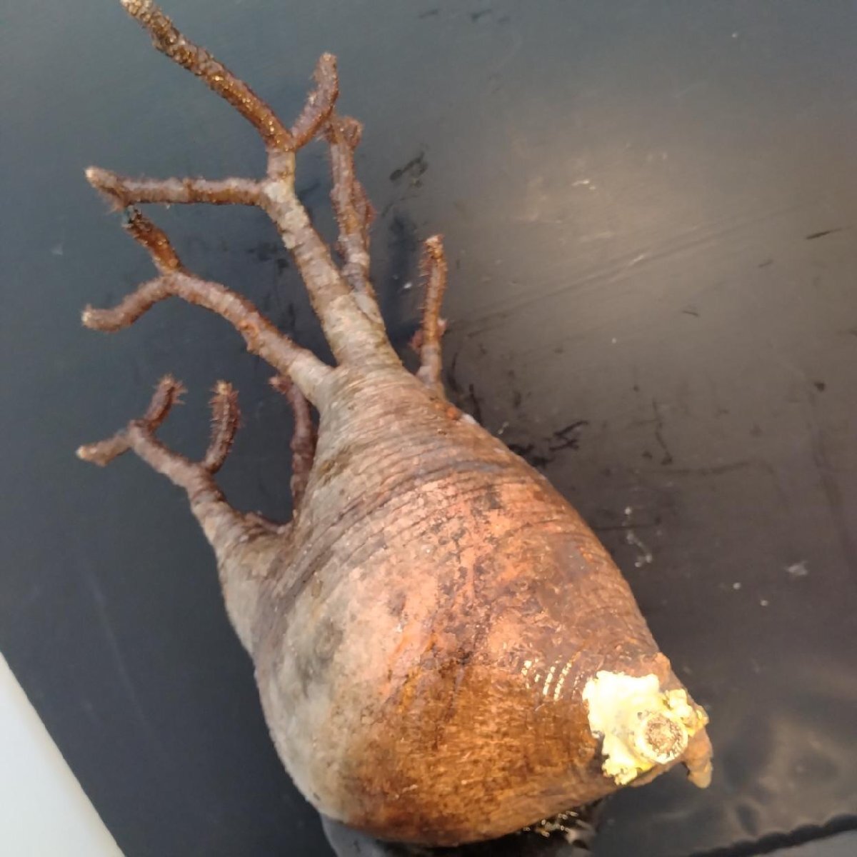 6445 「塊根植物」パキポディウム グラキリスL 抜き苗【9/28最新到著?根切確認済? Pachypodium gracilius?多肉植物】