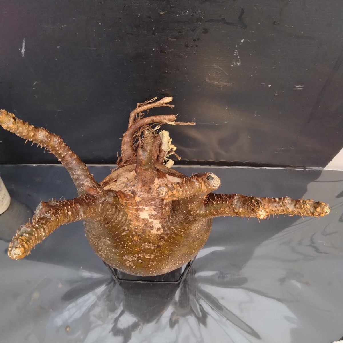 6448 「塊根植物」パキポディウム グラキリスL 抜き苗【9/28最新到著?根切確認済? Pachypodium gracilius?多肉植物】