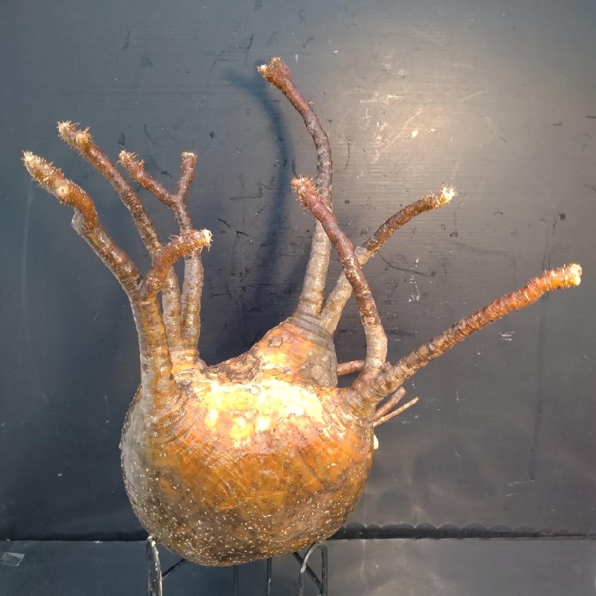 6414 「塊根植物」パキポディウム グラキリスL 抜き苗【9/28最新到著?根切確認(rèn)済? Pachypodium gracilius?多肉植物】