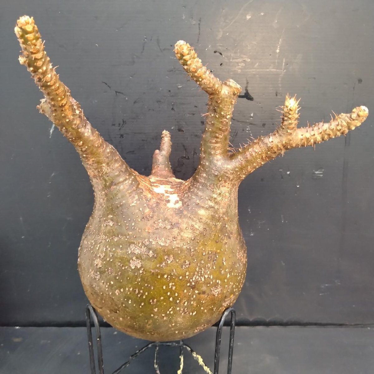 6448 「塊根植物」パキポディウム グラキリスL 抜き苗【9/28最新到著?根切確認済? Pachypodium gracilius?多肉植物】