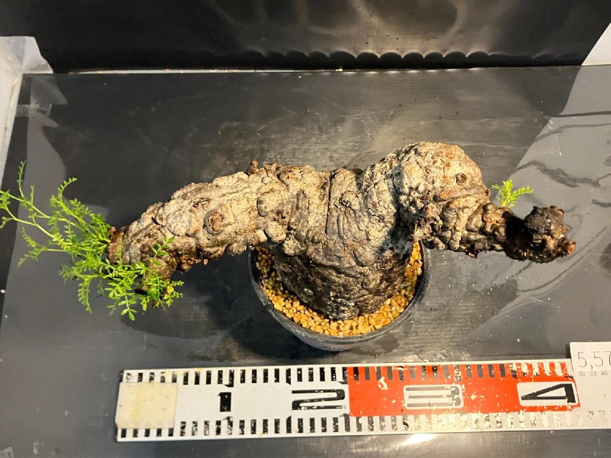 5578 「塊根植物」オペルクリカリア パキプス選抜株 植え【発根未確認?Operculicarya pachypus?芽吹き?マダガスカル?丸株】