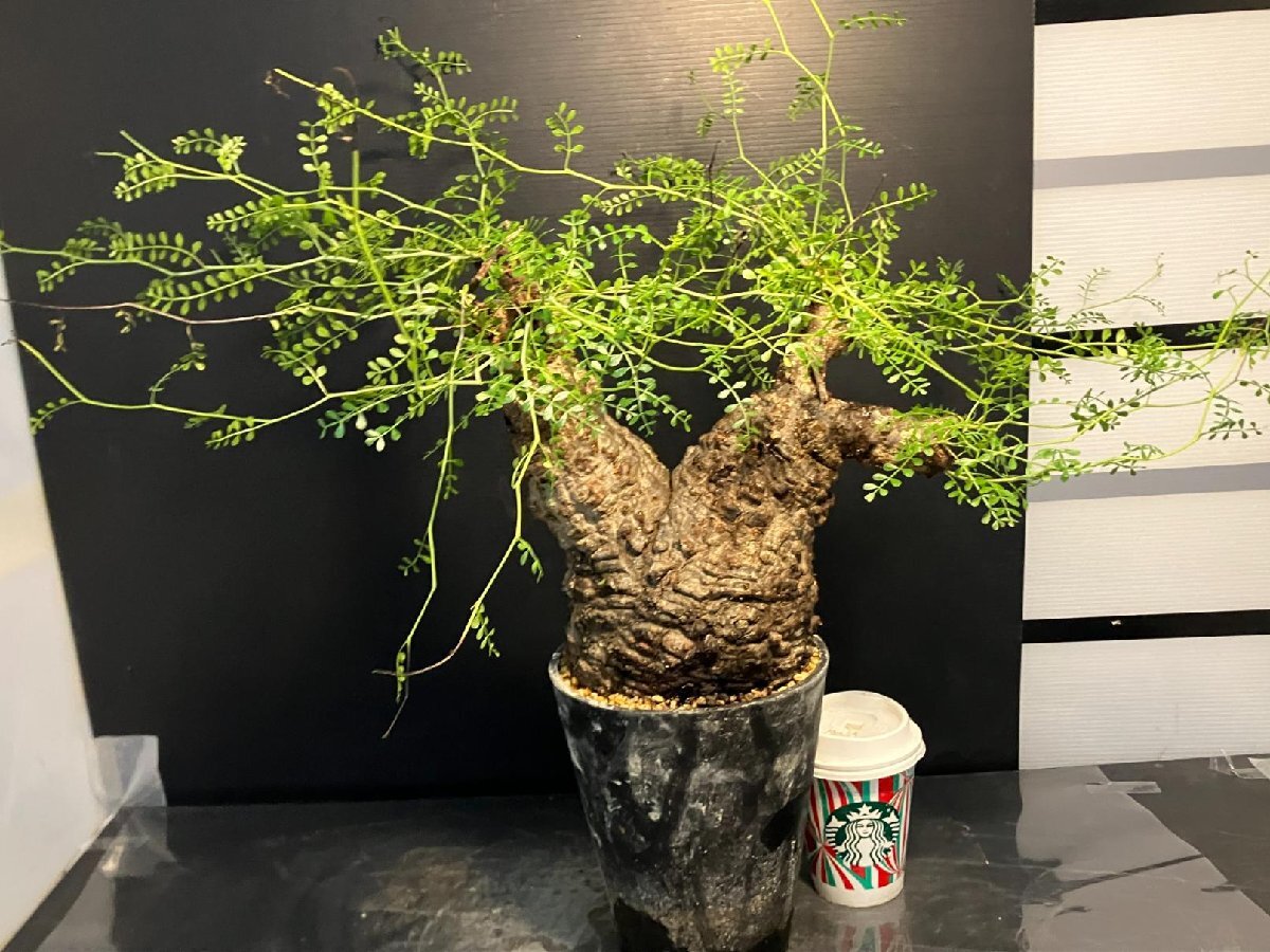 5577 「塊根植物」オペルクリカリア パキプス選抜株 植え【発根未確認(rèn)?Operculicarya pachypus?芽吹き?マダガスカル?丸株】