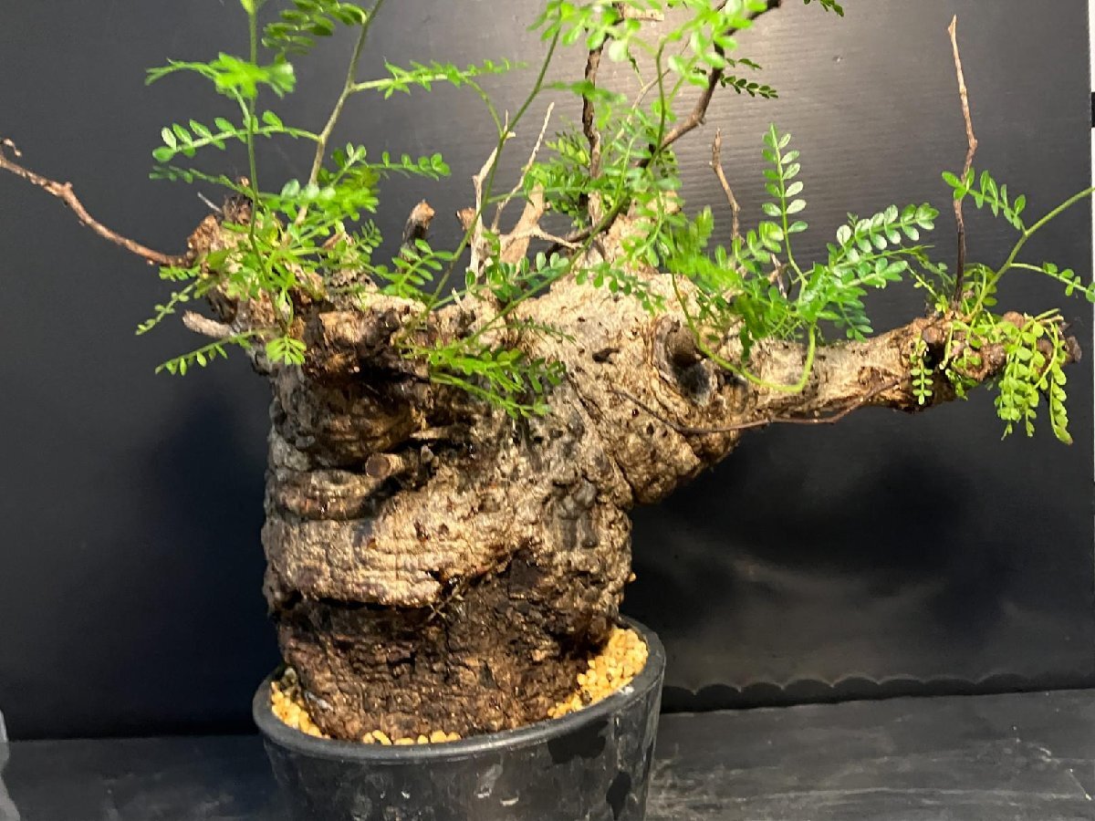 5580 「塊根植物」オペルクリカリア パキプス選抜株 植え【発根未確認(rèn)?Operculicarya pachypus?芽吹き?マダガスカル?丸株】