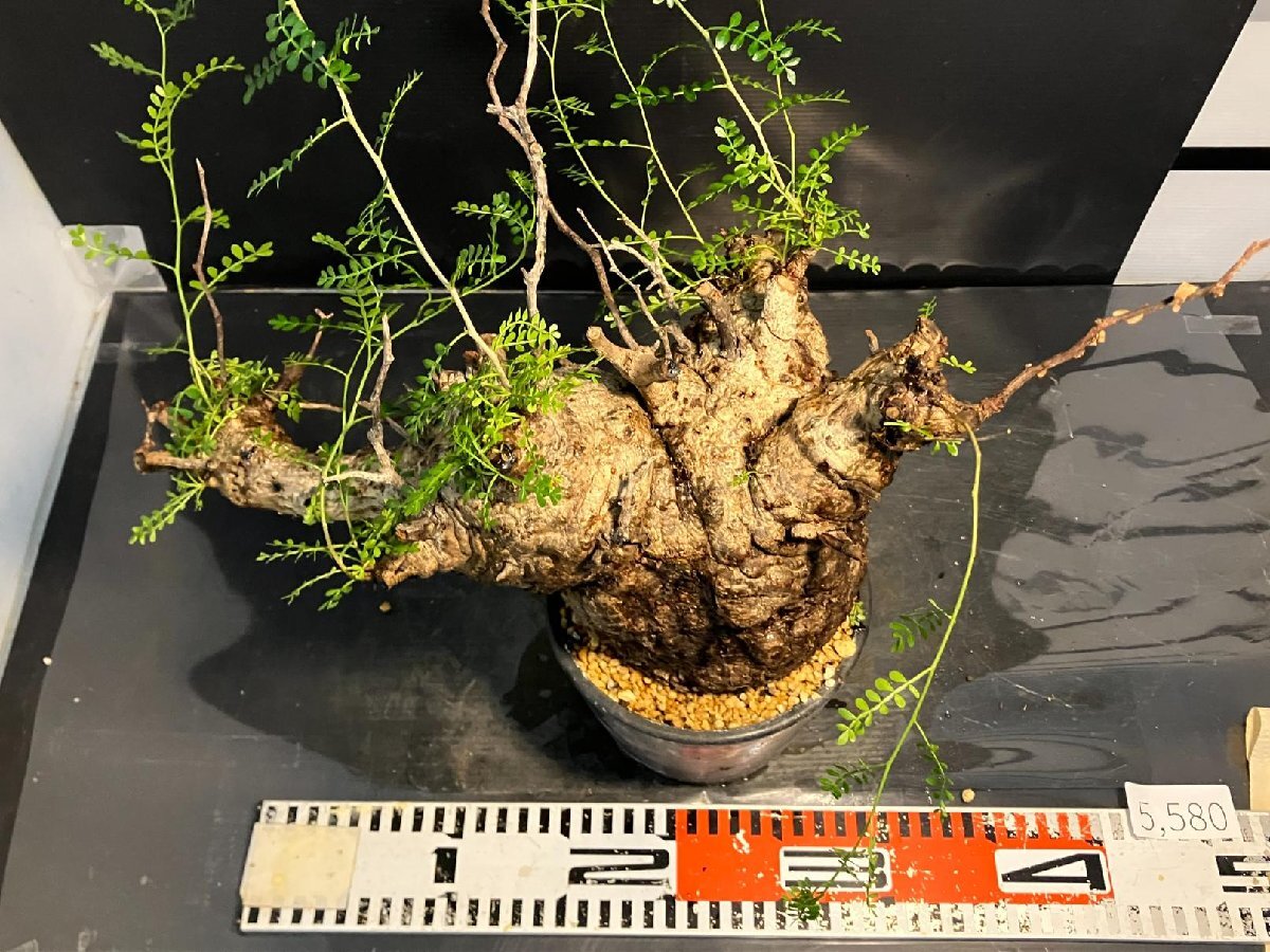 5580 「塊根植物」オペルクリカリア パキプス選抜株 植え【発根未確認(rèn)?Operculicarya pachypus?芽吹き?マダガスカル?丸株】