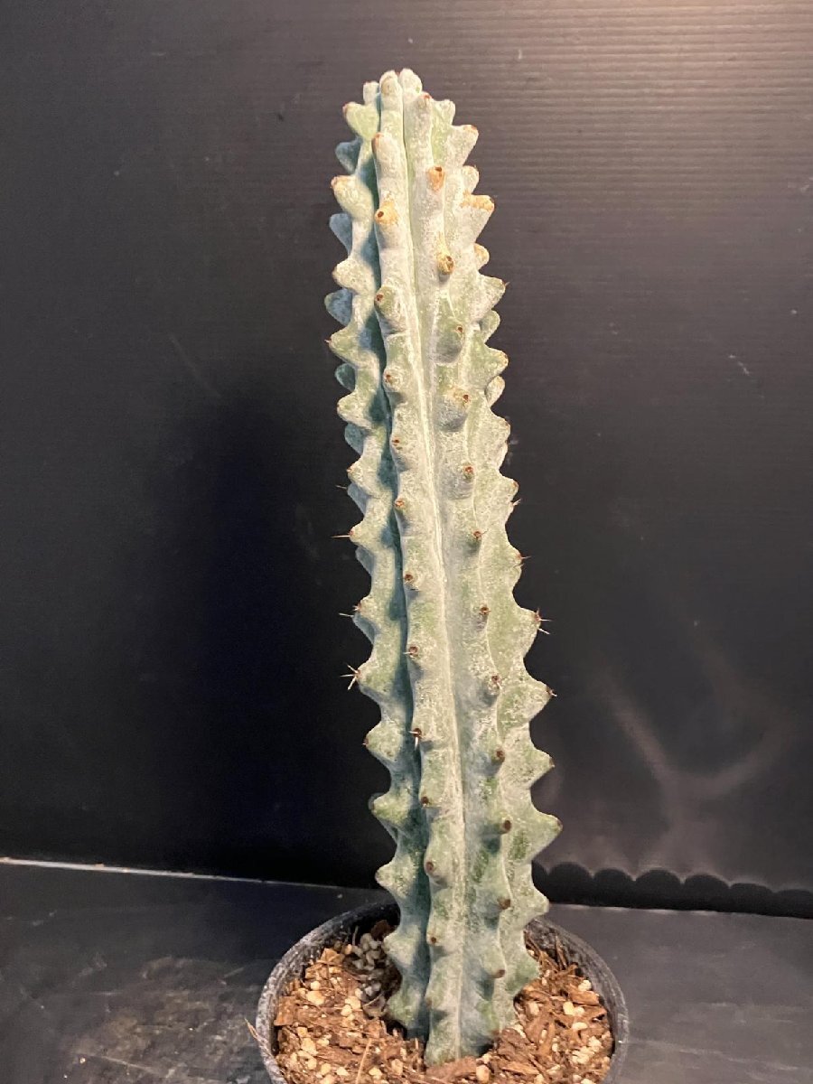 5556 「多肉植物W」ステノセレウス ベネッケイ 植え【雷斧閣?Stenocereus Beneckei?美株?サボテン】