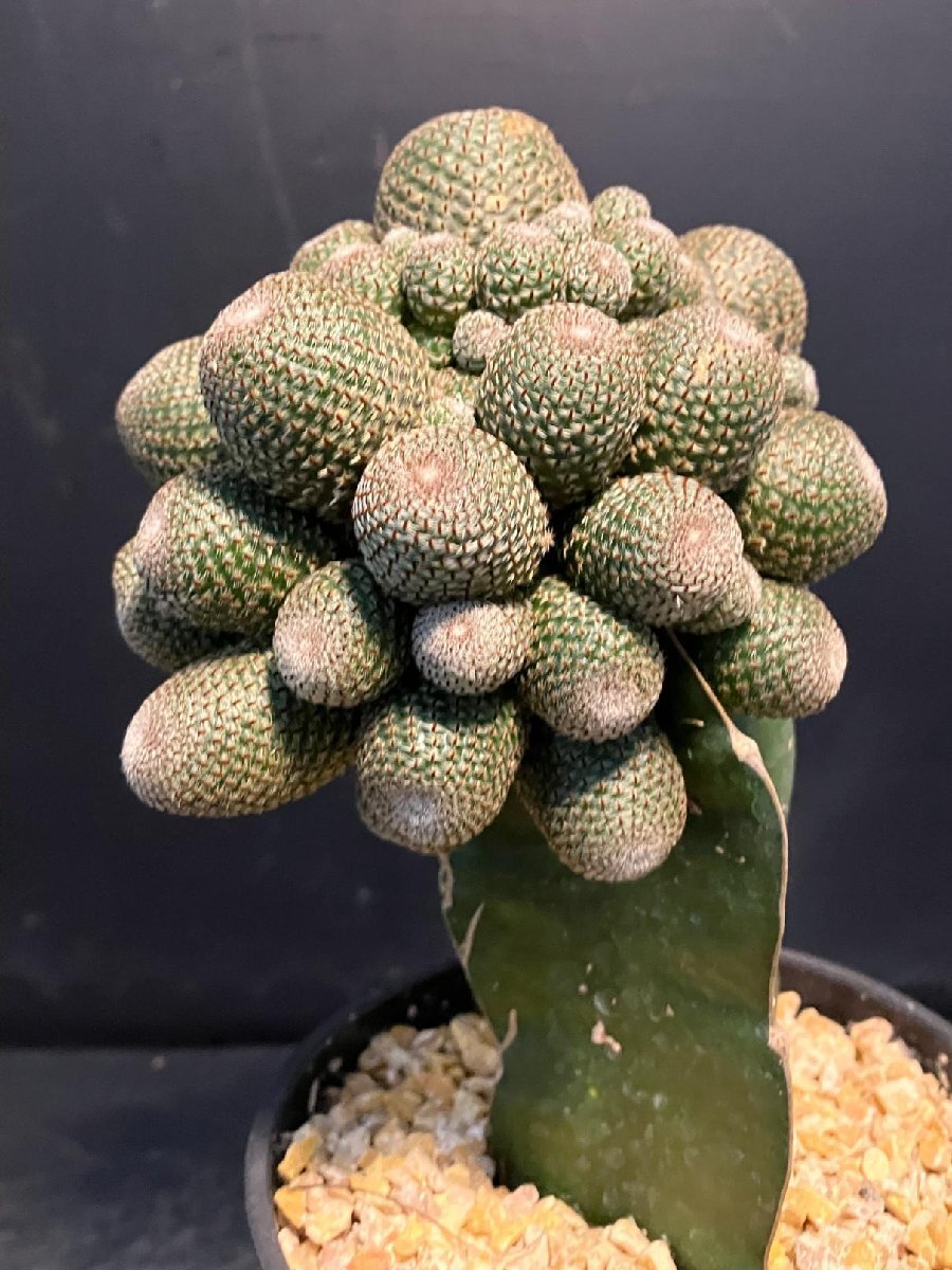 5570 「多肉植物W」レブチア ヘリオーサ 接ぎ木【Rebutia heliosa?発根?美株?サボテン?塊根植物】