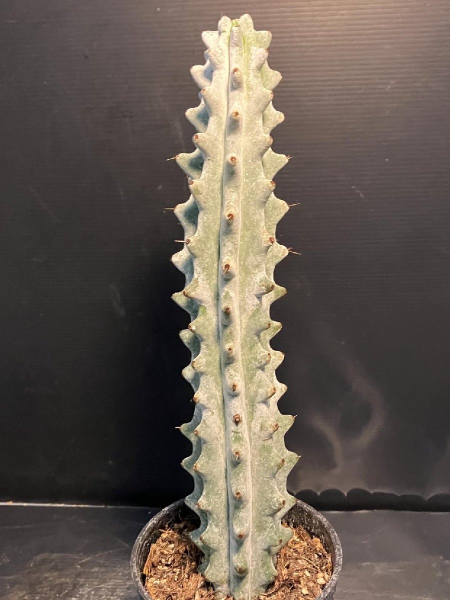 5560 「多肉植物W」ステノセレウス ベネッケイ 植え【雷斧閣?Stenocereus Beneckei?美株?サボテン】