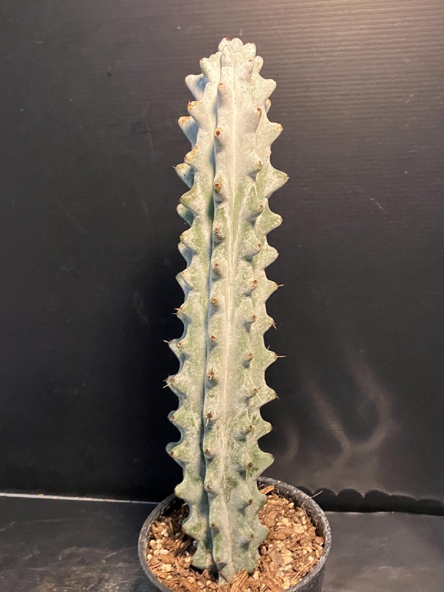 5556 「多肉植物W」ステノセレウス ベネッケイ 植え【雷斧閣?Stenocereus Beneckei?美株?サボテン】