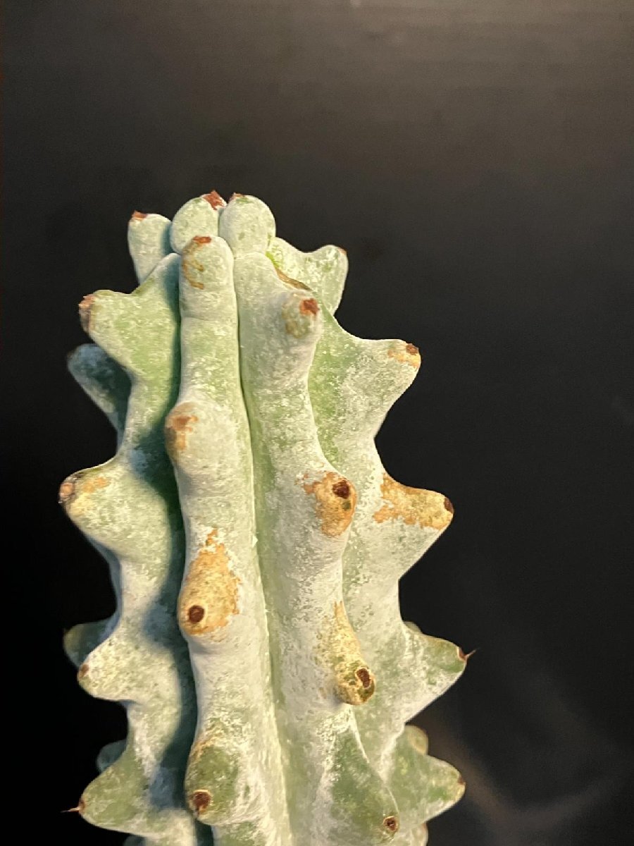 5556 「多肉植物W」ステノセレウス ベネッケイ 植え【雷斧閣?Stenocereus Beneckei?美株?サボテン】