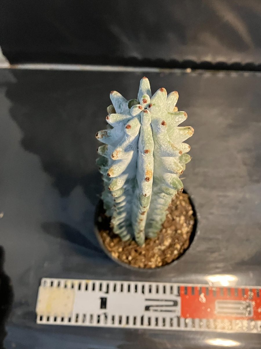 5556 「多肉植物W」ステノセレウス ベネッケイ 植え【雷斧閣?Stenocereus Beneckei?美株?サボテン】