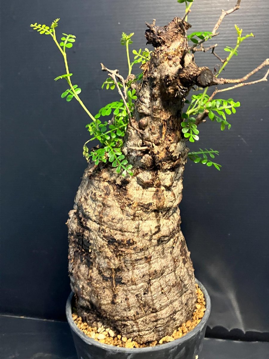 5576 「塊根植物」オペルクリカリア パキプス選抜株 植え【発根確認(rèn)済?Operculicarya pachypus?芽吹き?マダガスカル?丸株】