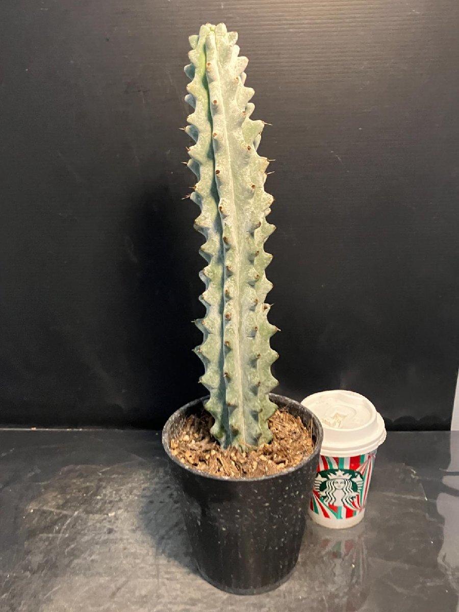 5560 「多肉植物W」ステノセレウス ベネッケイ 植え【雷斧閣?Stenocereus Beneckei?美株?サボテン】